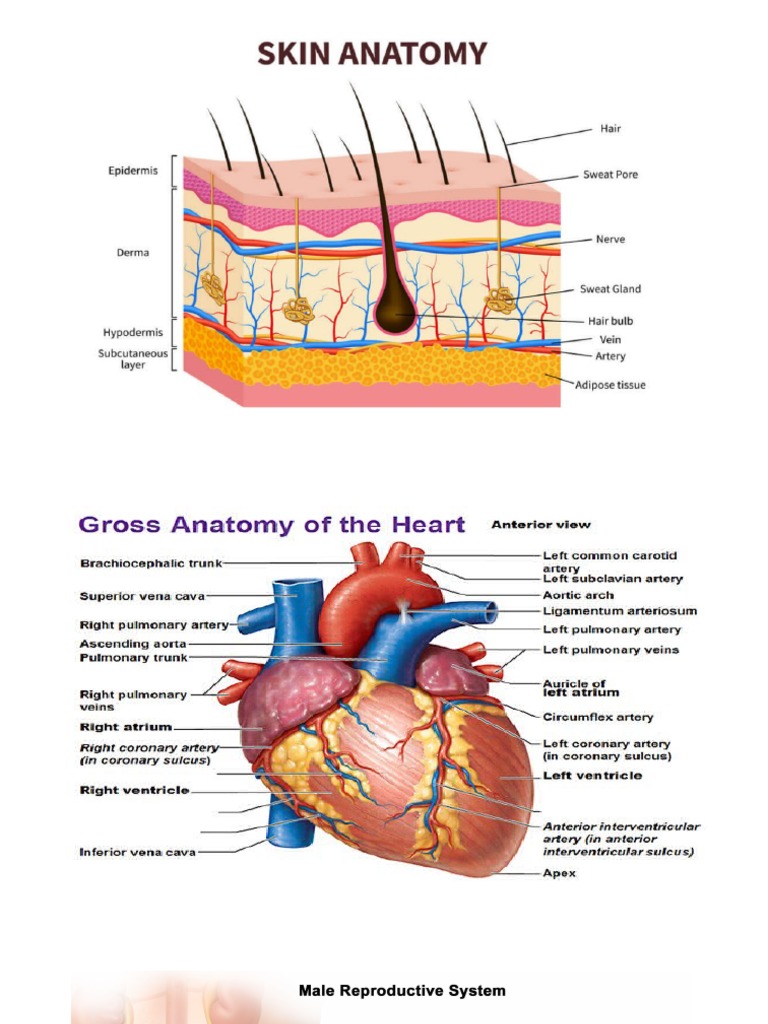 Anatomy Printables PDF
