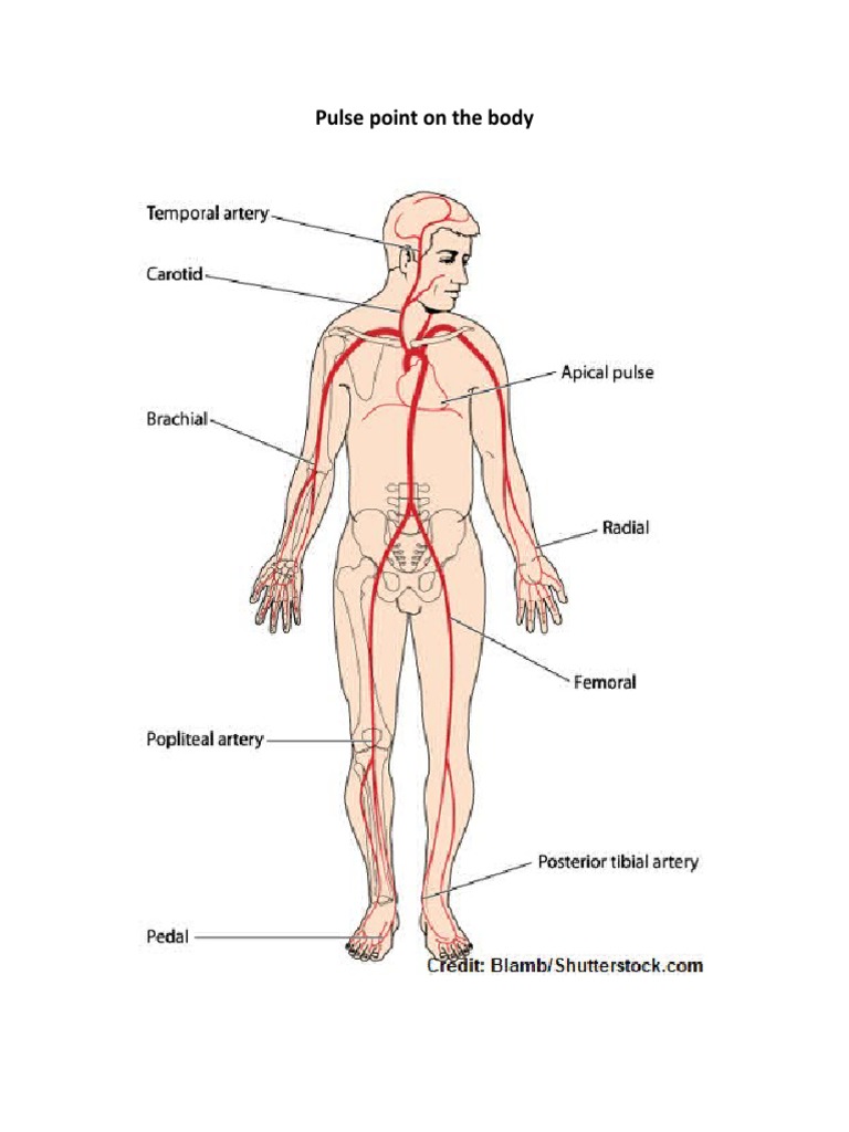 Pulse Point On The Body | PDF
