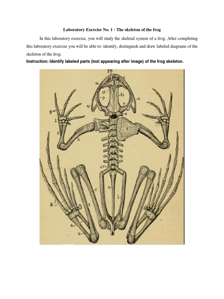 Laboratory exercise no 1 the skeleton of the frog pdf