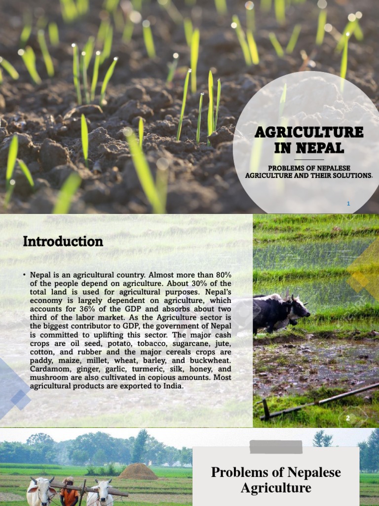 Agriculture in Nepal | PDF | Agriculture | Intensive Farming