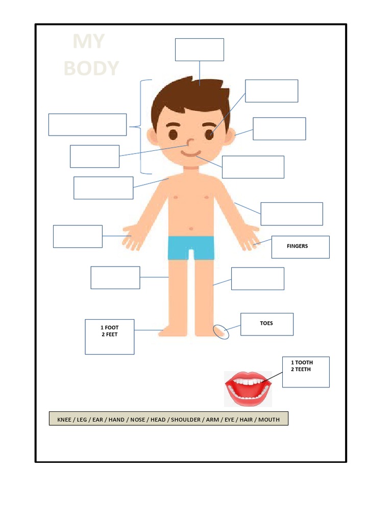 Body Parts | PDF