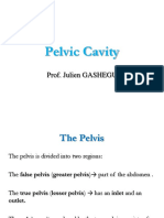 7pelvic Cavity