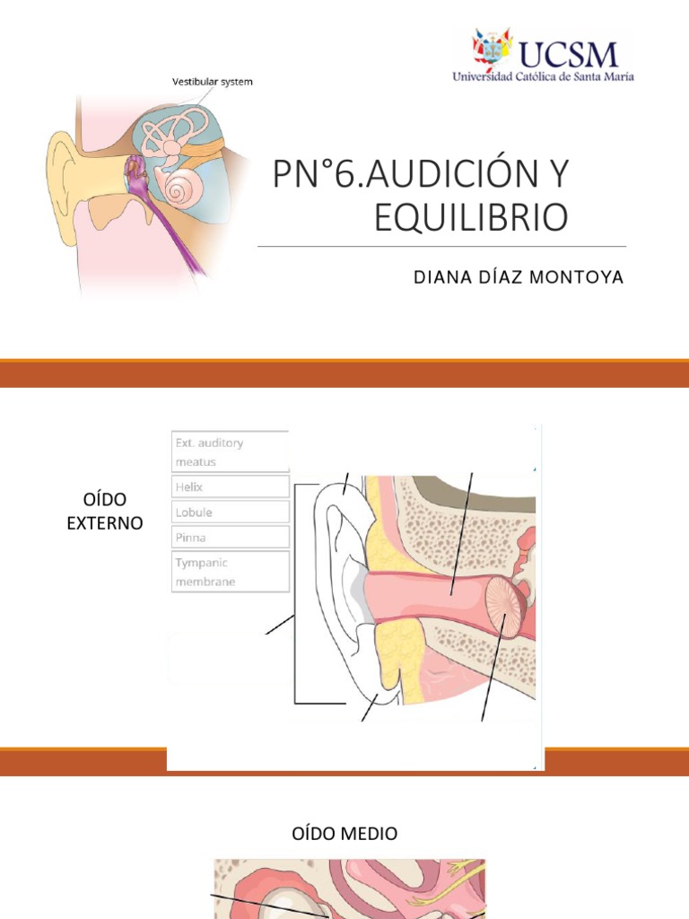 Hoja De Información Del Nidcd Audición Y Equilibrio Otosclerosis – RXDBBU