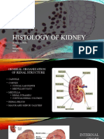 Kidney Normal Histology