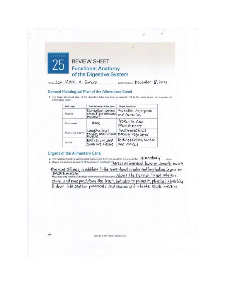 Answer Sheet of Digestive System | PDF