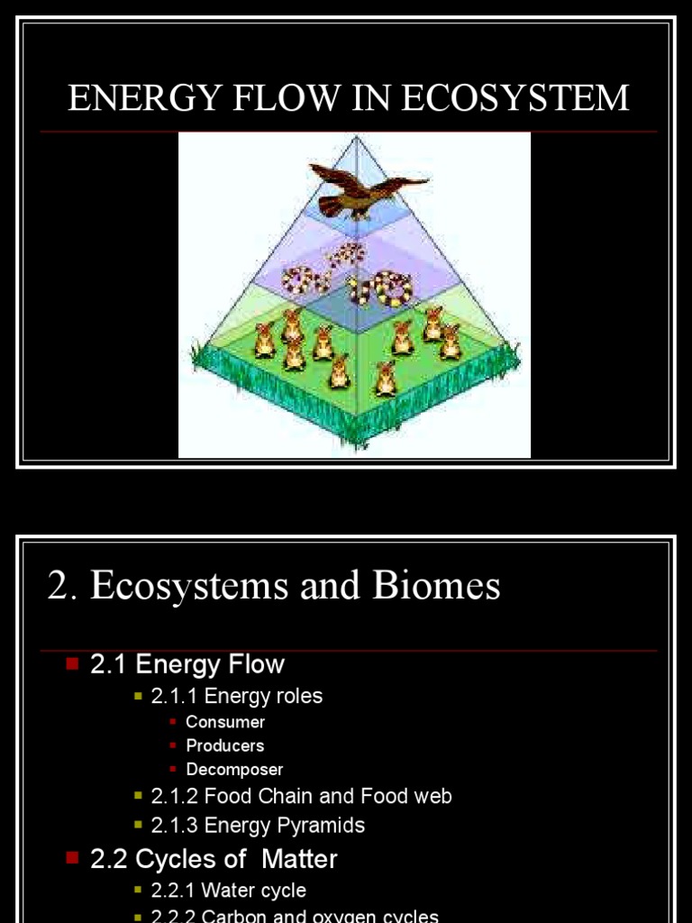 Energy Flow and Cycles in Ecosystems | PDF | Carbon Cycle | Food Web
