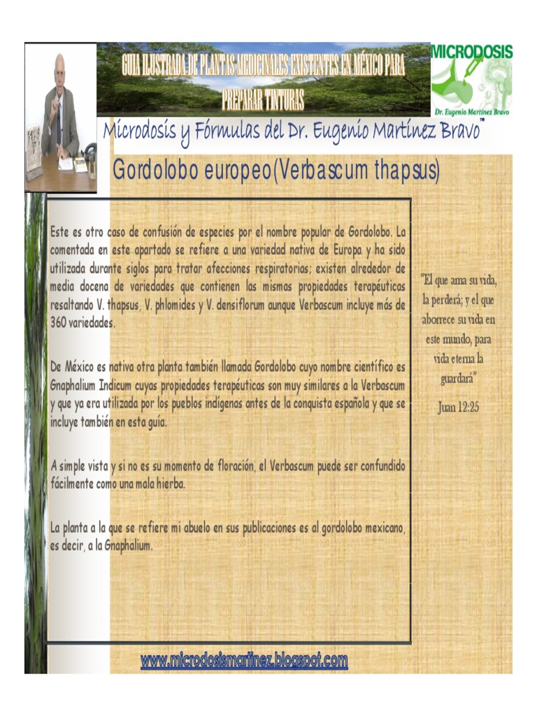 Gordolobo | PDF | Plantas | Botánica