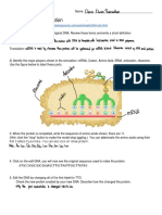 Kami Export - 1667348288-DNA Mutation Simulation Worksheet