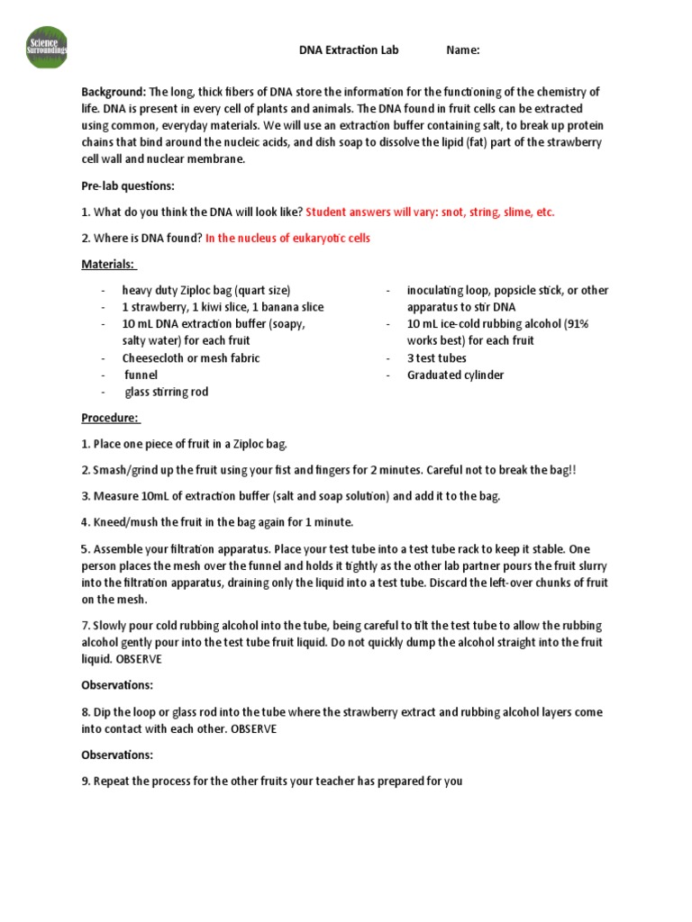 KEY DNA Extraction Lab PDF Cell (Biology) Dna