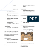 Cerebellum Notes