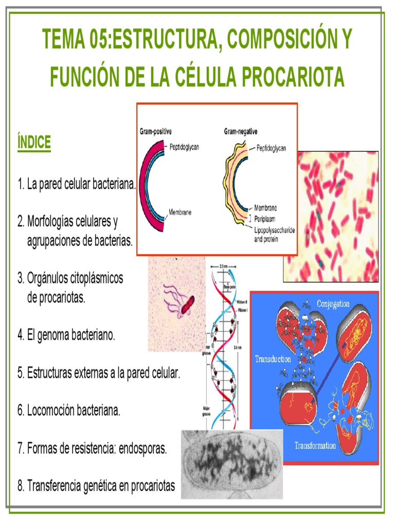 Estructura y función de células procariotas | PDF | Las bacterias ...