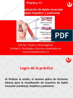 11 PRÁCTICA Tinción y Visualización de Tejido Muscular Cardiaco Tejido Hepático y Pulmonar