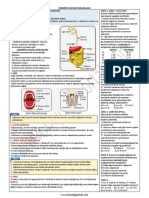 Sindirim Sistemi Organları