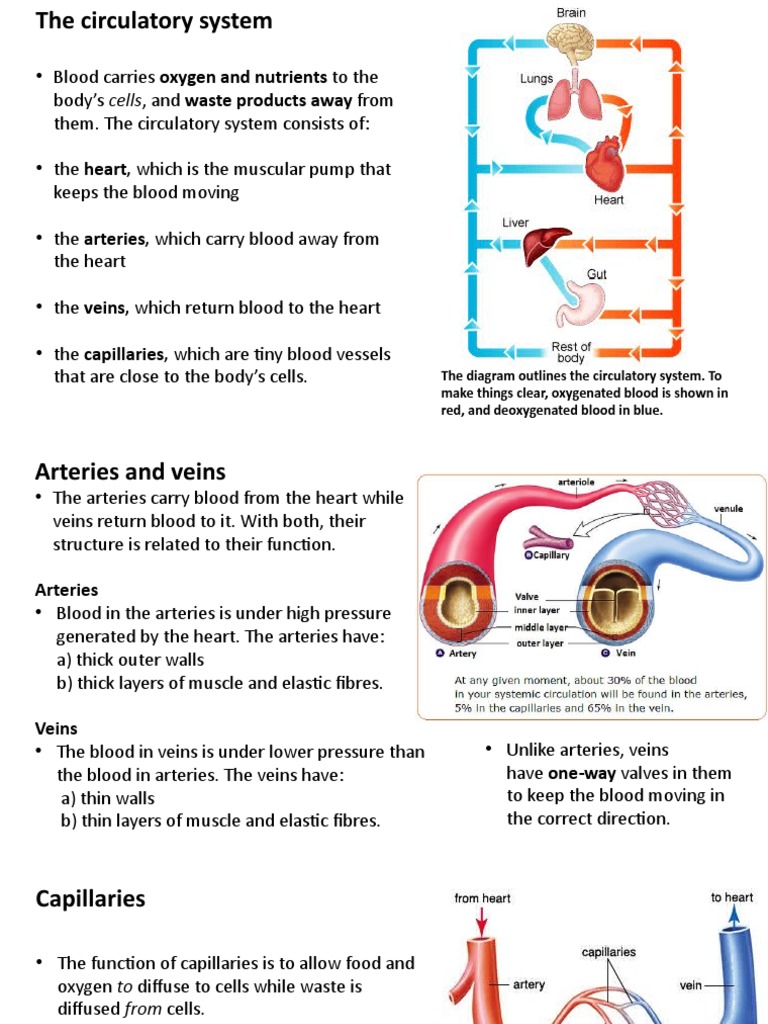 2.4 Circulatory System | PDF | Artery | Heart