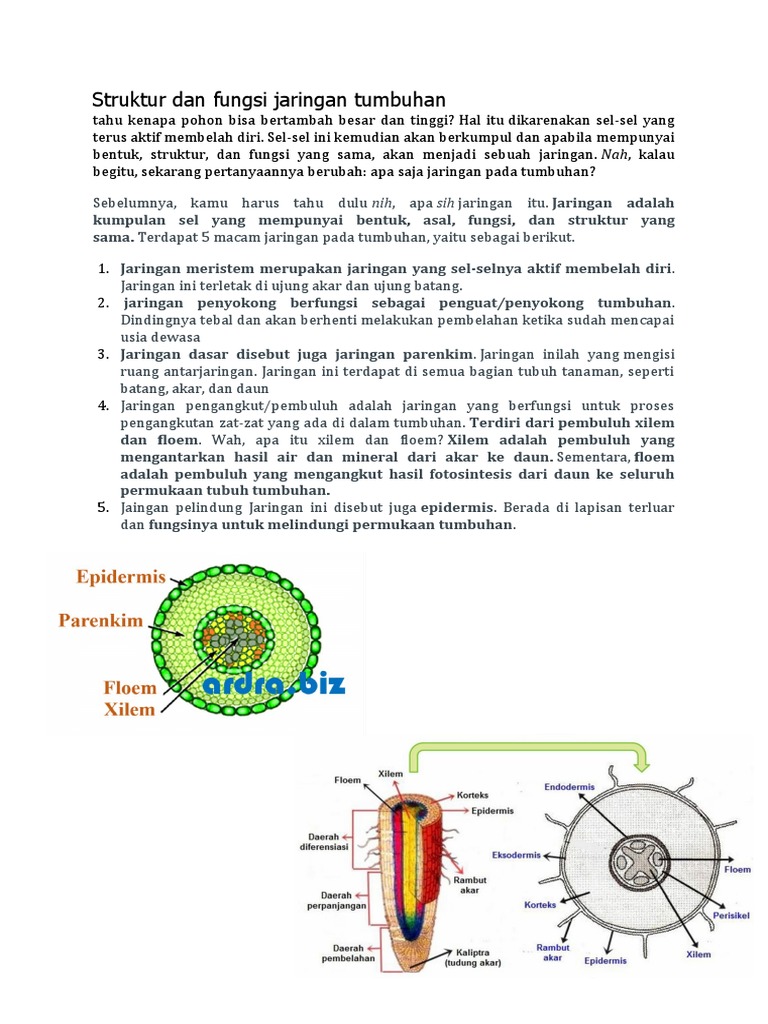 Struktur Dan Fungsi Jaringan Tumbuhan | PDF