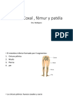 Huesos de la cadera, fémur y rótula: anatomía y características