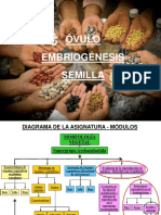 20 - Óvulo-Embriogénesis-Semilla