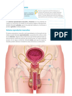 Cuadernillo C2 U3 - Desarrollo Humano Aparatos Reproductores Masculinos y Femeninos