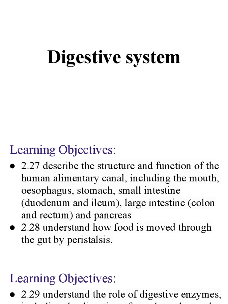 Digestive System | PDF | Digestion | Small Intestine