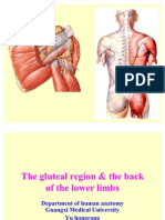 The Gluteal Region & The Back of Lower Limbs