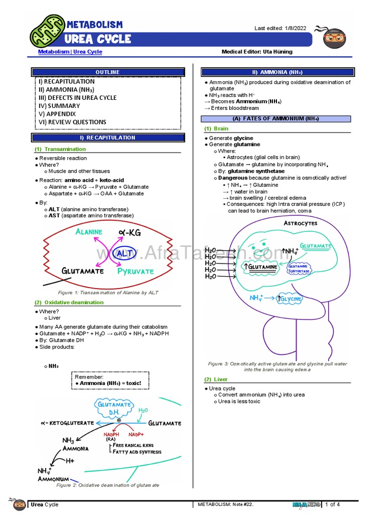 Urea Cycle Atf PDF Arginine Alanine