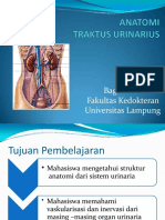 AnFis Sistem Urinary 2