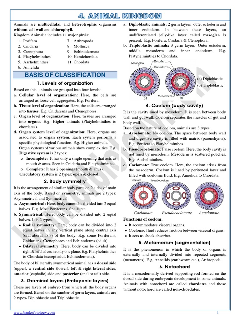Animal Kingdom: Phyla Overview and Classification | PDF | Anatomy | Zoology