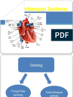 Perkembangan Jantung