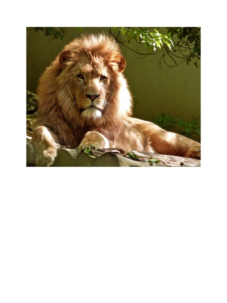Lion | PDF