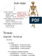 Csonttan - Törzs