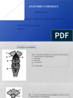 Anatomie Comparată: Seminarul 3A Tema. Analiză Comparată A Sistemului Nervos REALIZAT DE:Negari Corina Grupa:43a