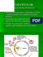 Ciclo celular y mitosis 2021 (4)