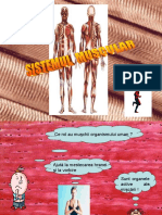 sistemul_muscular