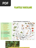 Regnul Plantae - Sporofite Vasculare