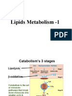 7-Catabolism of Lipids