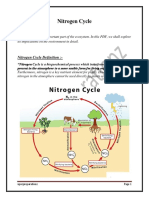 Environment - Nitrogen Cycle