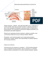 Anatomia Si Fiziologia Analizatorului Olfactiv