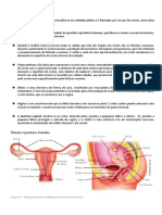 Sistema Reprodutor Feminino