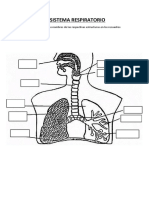 El Sistema Respiratorio