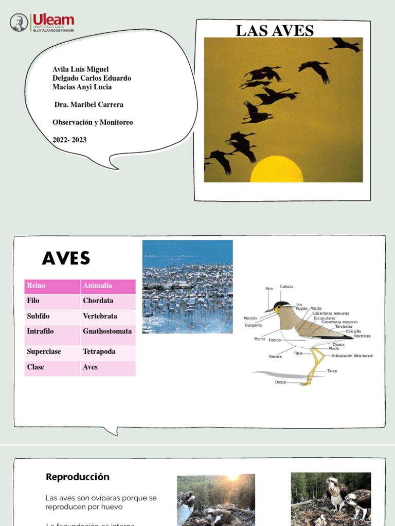 Aves Final | PDF | Aves | Migración de aves