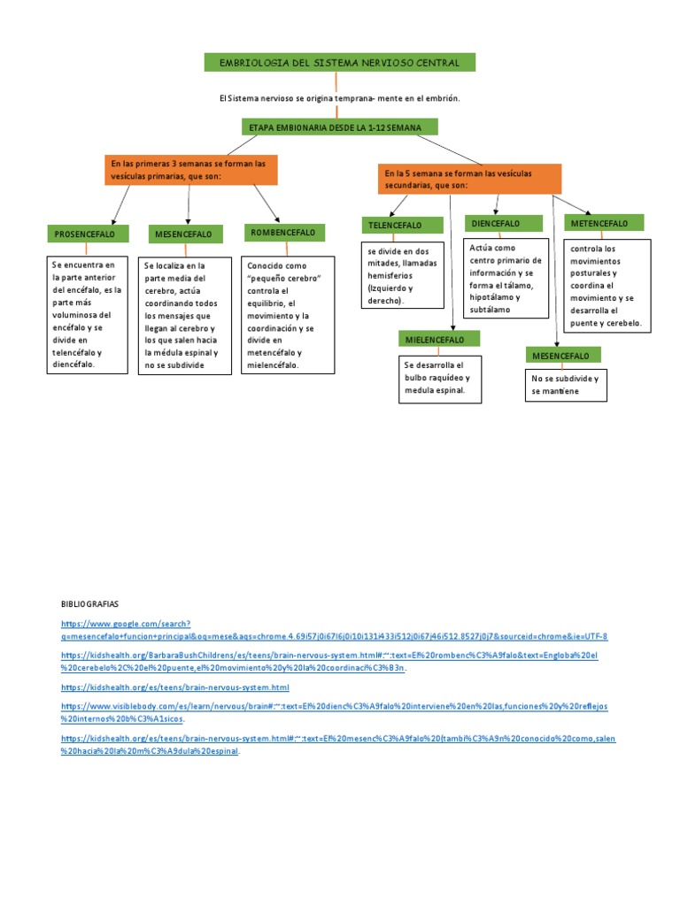 Embriologia Ddel Sistema Nervioso Neuro Pdf Sistema Nervioso