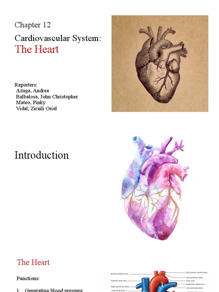 Cardiovascular System The Heart PDF Heart Valve Heart