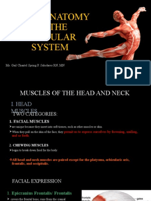 The Intrinsic Back Muscles - Attachments - Actions - TeachMeAnatomy