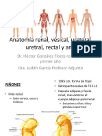 Anatomia Urinaria