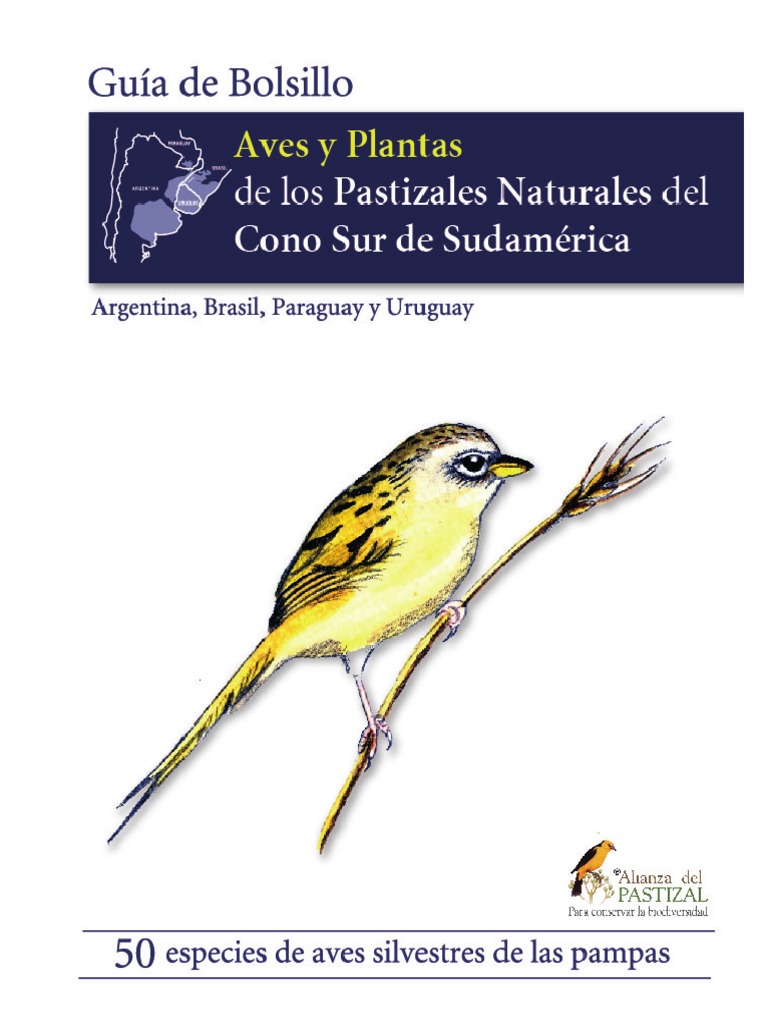 Aves de America Del Sur PDF Pasto Ornitología