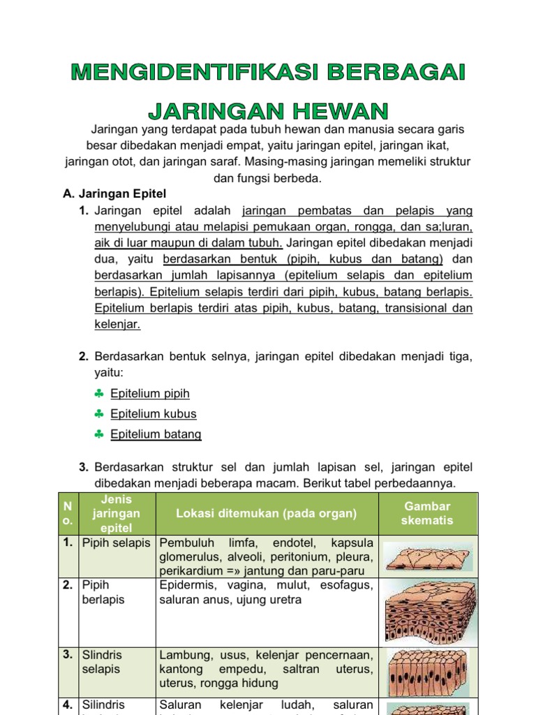 BERBAGAI JARINGAN HEWAN