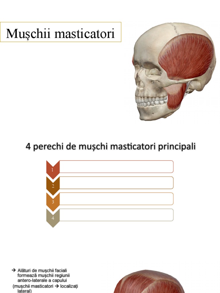 Mușchii Masticatori | PDF