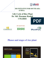 Life Cycle of Rice Plant [Compatibility Mode]