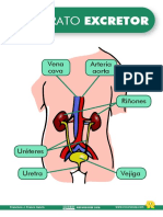 El Aparato Excretor