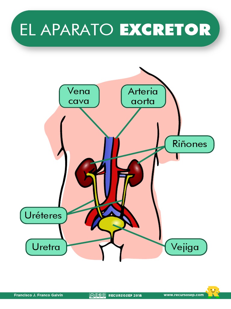 Anatomía del Aparato Excretor | PDF
